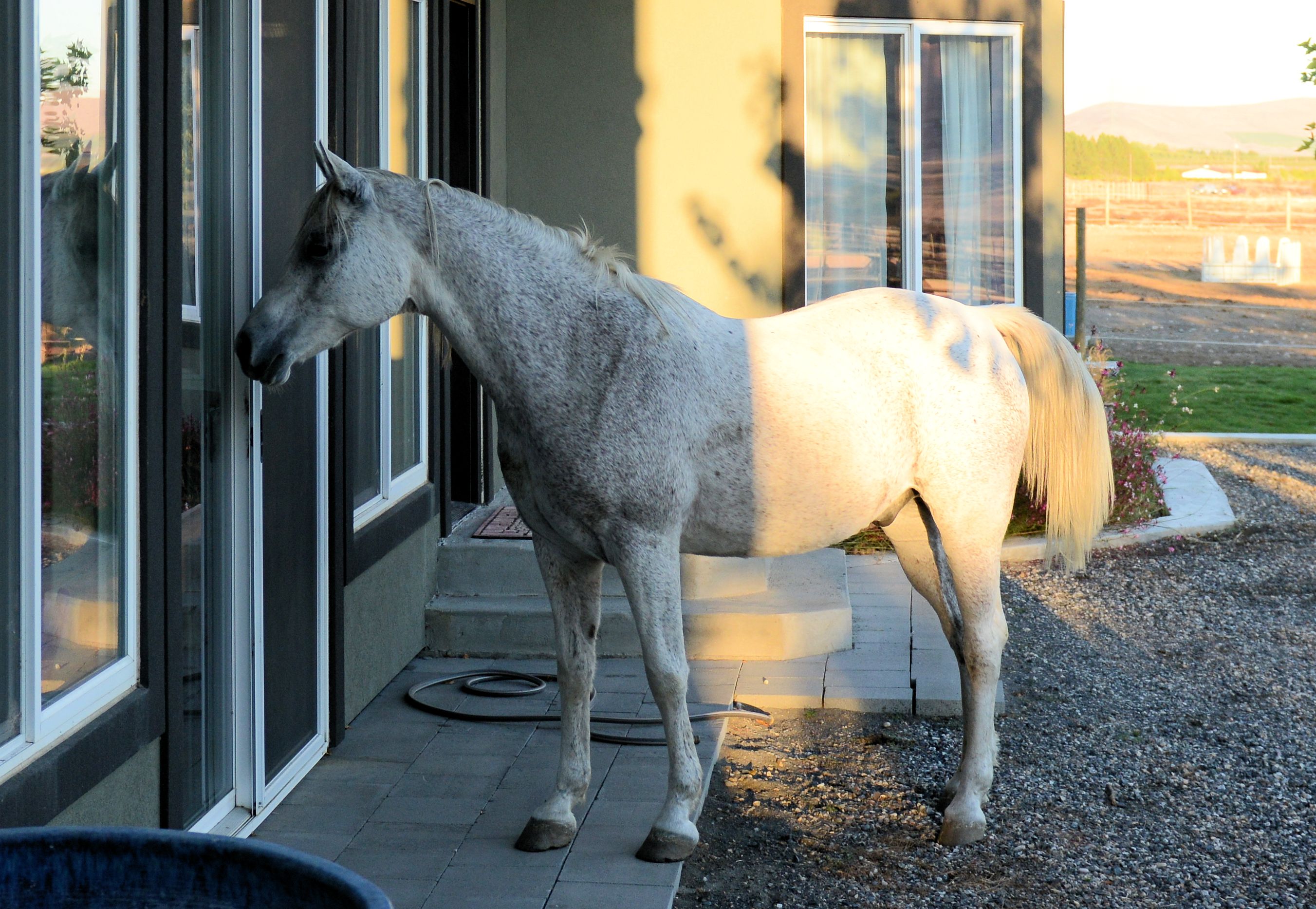 Speck Staring in the Windows