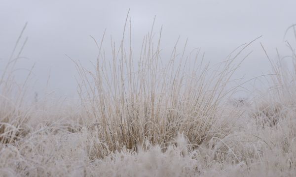 Prarie Grass in Winter White